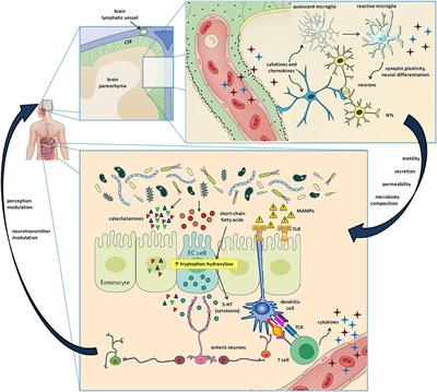 The Gut-Brain-Immune Axis in Autism Spectrum Disorders: A State-of-Art Report